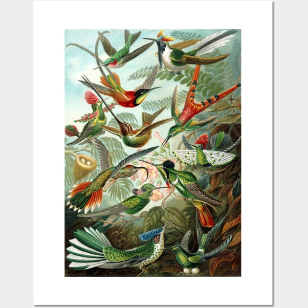 Hummingbirds Trochilidae by Ernst Haeckel Wall Art by MasterpieceCafe